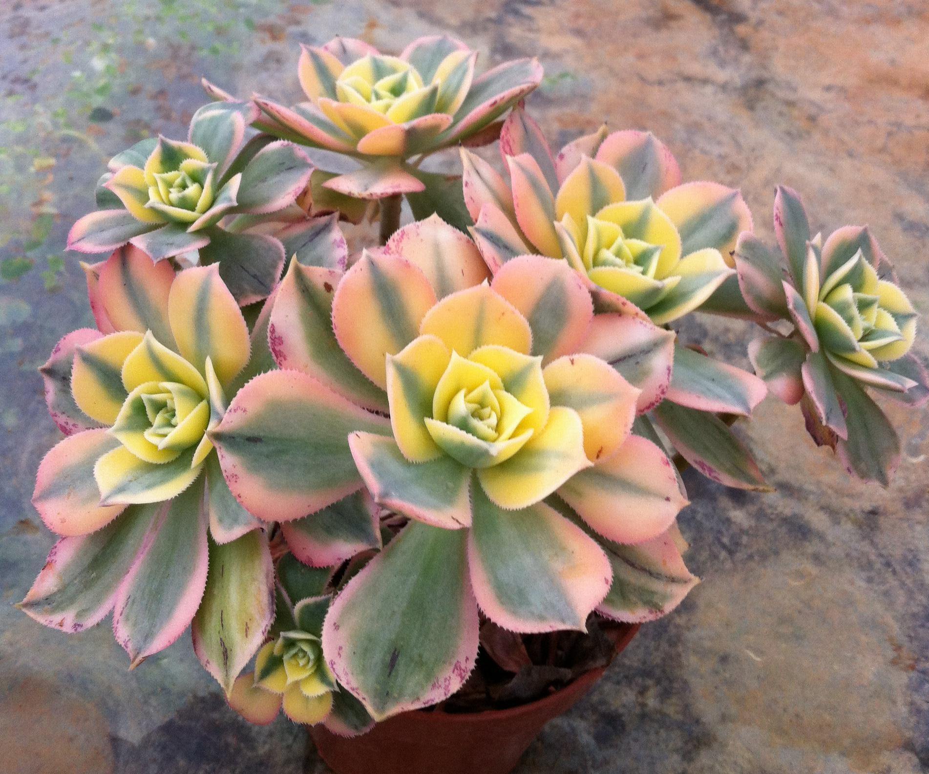 多肉养护之最美普货——花月夜!