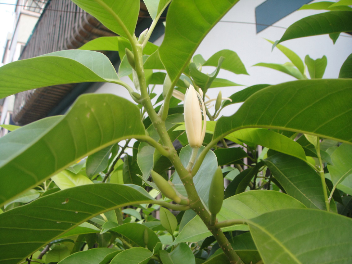 白兰花盆栽嫁接黄角兰黄桷兰白玉兰黄庭院苗好养的花玉兰花苗树苗