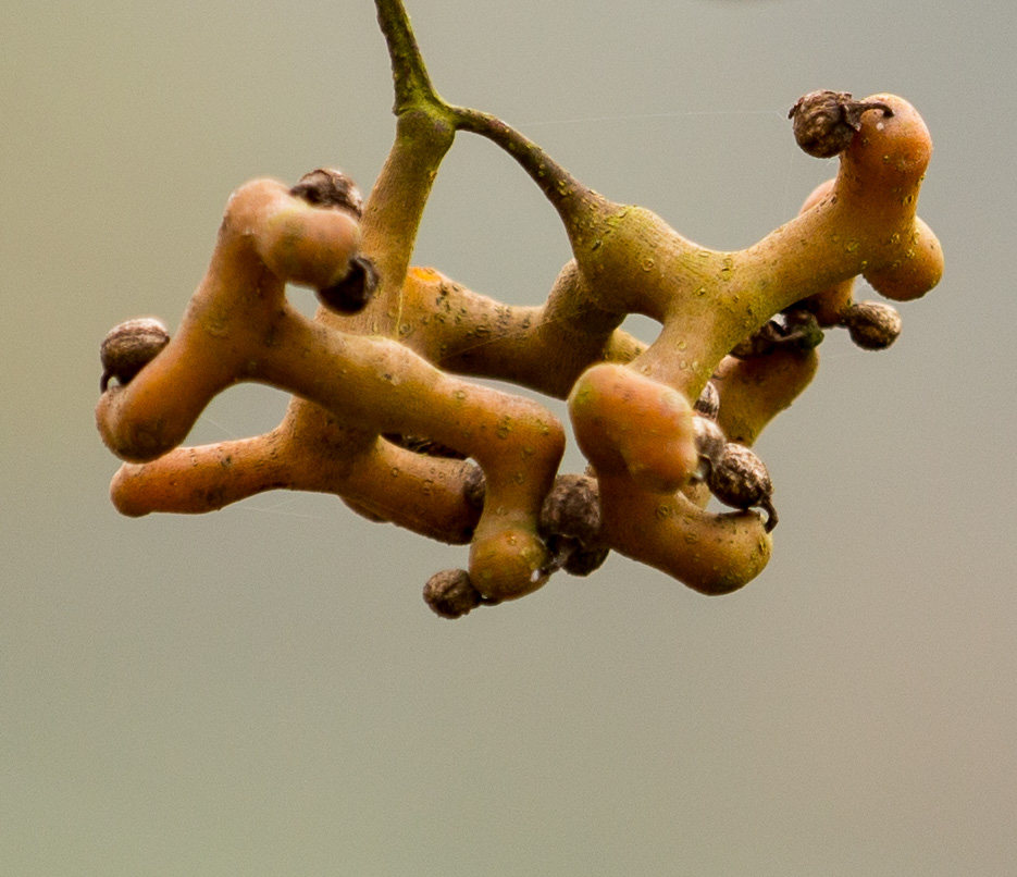 新鲜拐枣2016新果野生鸡爪梨枳椇子沙梨果根金钩子万寿果3斤装
