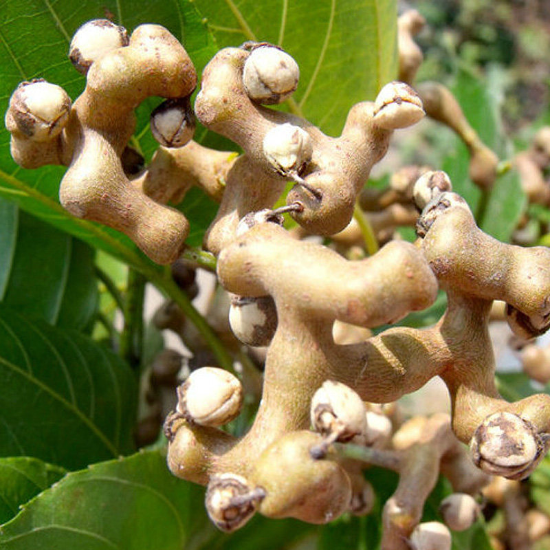 新鲜拐枣2016新果野生鸡爪梨枳椇子沙梨果根金钩子万寿果3斤装