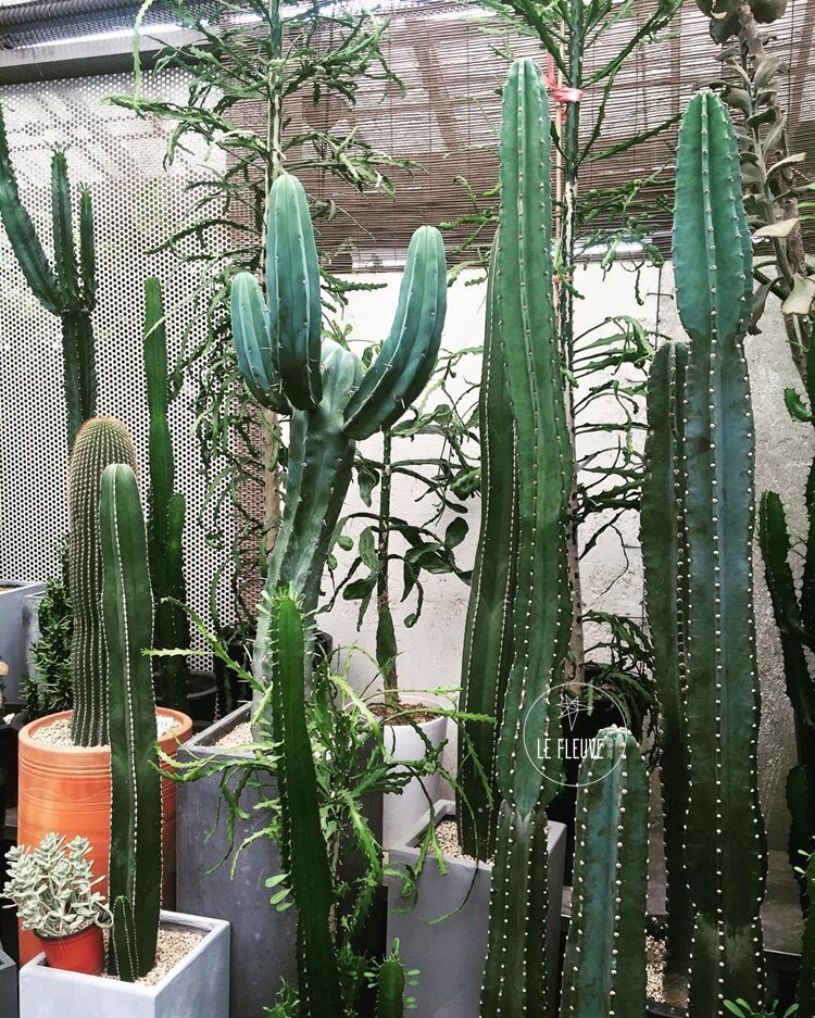 星河丨带手仙人掌多头量天尺仙人柱植物斑锦蓝柱金青阁毛柱天轮柱