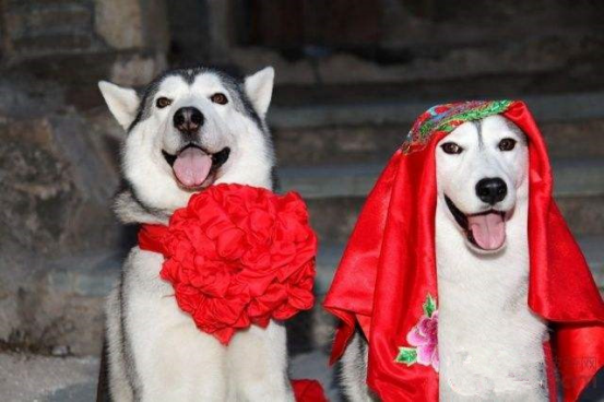 只羡"阿汪"不羡仙,且看狗狗结婚的样子