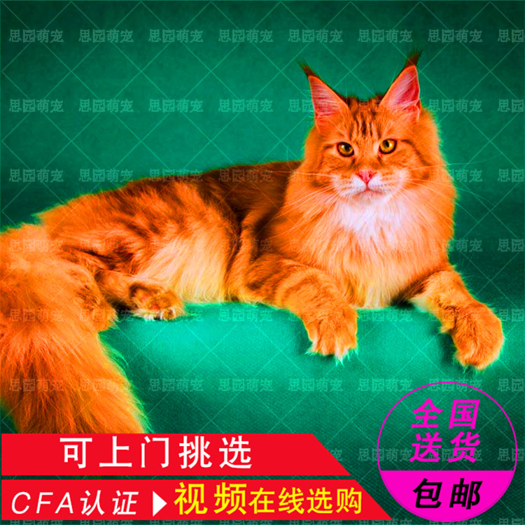 售纯种缅因猫咪 家养长毛宠物猫活体 幼猫大型猫咪红虎斑缅因幼猫_7折