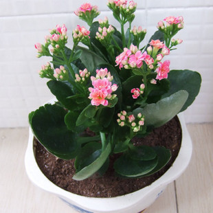 室内桌面绿植盆栽长寿花