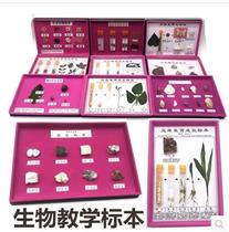 Teaching herb animal plant insect marine biology natural science discovery room model student science course