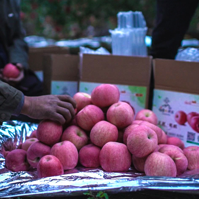 新鲜烟台苹果水果栖霞红富士吃的山东特产脆甜多汁不打蜡10斤包邮