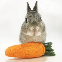 (Rabbit First Sens Convenience Store) Rabbit Guinea Pig Dragon Cat Grinders Carrots Carrots Natural Pet Toys
