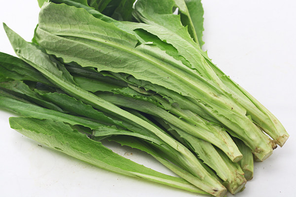 油麦菜促销 蔬菜种子 广东香甜油麦菜 家庭菜园 阳台种菜 20包邮