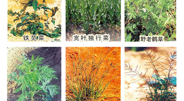 包邮一切杂草烂根荒地果园除草剂 百草药 杀大树杀竹子 草甘膦