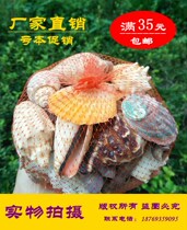 Full 35 yuan shell conch set set 500-600 grams fish tank decoration set props