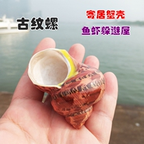 Natural shell conch ancient snail fish tank landscape decoration hermit crab scallop fish shell fish shrimp escape