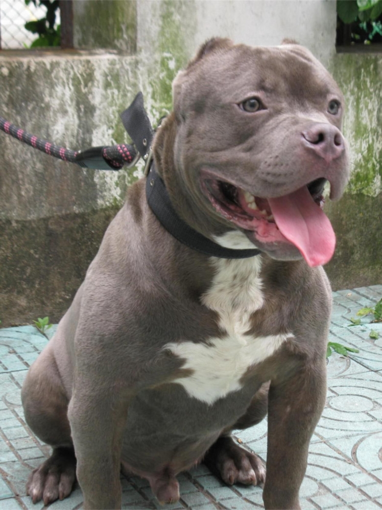 肌肉发达性格温顺美国恶霸犬