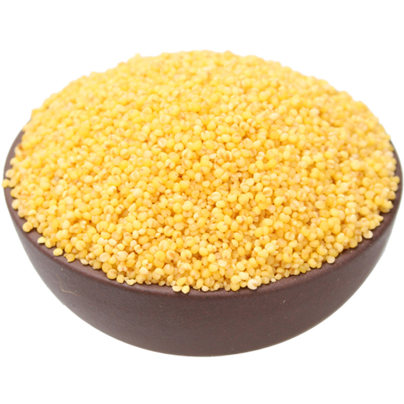 东北特产新鲜小米粥黄金苗小黄米农家自产黄小米新米5斤散装包邮