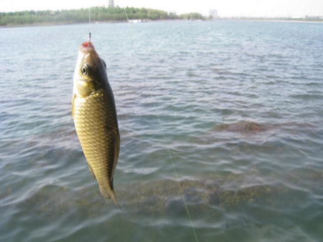 老钓友总结的常见鱼类漂相,懂后不再空军-黄骅垂钓-黄骅休闲-黄骅生活