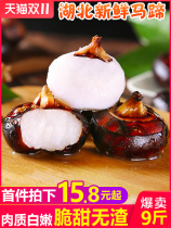 Hubei fresh horseshoe 9 Jin water chestnut season Earth crispy chestnut pear farmhouse fruit specialty Cow vegetable 10