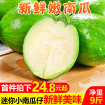 Hubei fresh and tender pumpkin 9kg seasonal farmhouse mini green pumpkin seasonal vegetables small caravan whole box 5