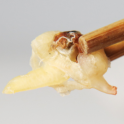 鲜煌野生无沙蛤蜊肉干货500g