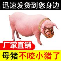 Pig mouth sleeve Pig mouth sleeve Pig mouth sleeve Pig mouth sleeve Pig mouth sleeve Pig mouth sleeve Pig mouth sleeve Pig mouth sleeve Pig mouth sleeve Pig mouth sleeve Pig mouth sleeve Pig mouth sleeve Pig mouth sleeve Pig mouth sleeve Pig mouth sleeve Pig mouth sleeve Pig mouth sleeve Pig mouth sleeve Pig mouth sleeve Pig mouth sleeve