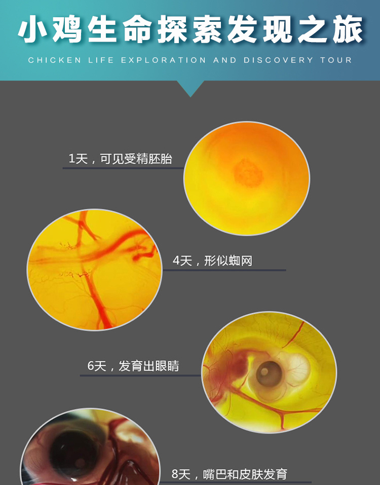 水床孵化器小型家用小鸡鸭鹅蛋孵化机全自动孵蛋器智能迷你孵蛋箱