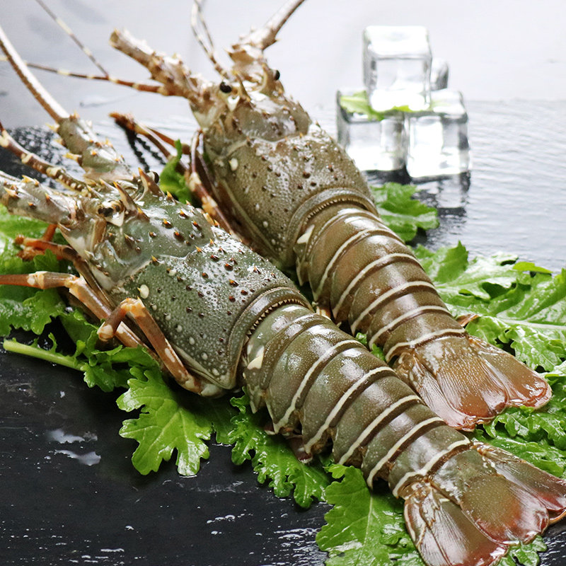 【宝德尚】进口鲜冻小青龙虾 野生青龙虾450左右一只特价顺丰包邮