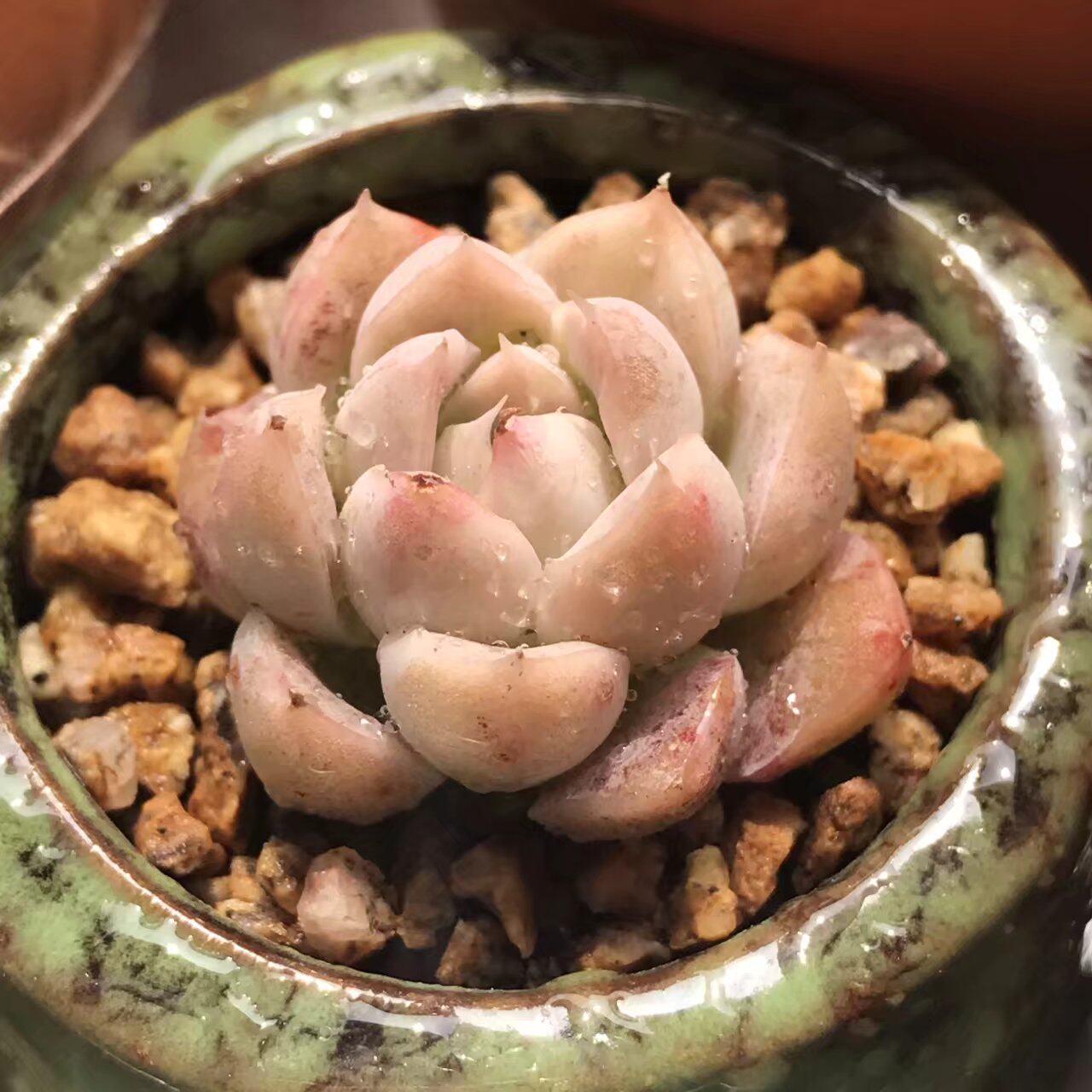 多肉露养状态好?"精养"也能多肉胖成球