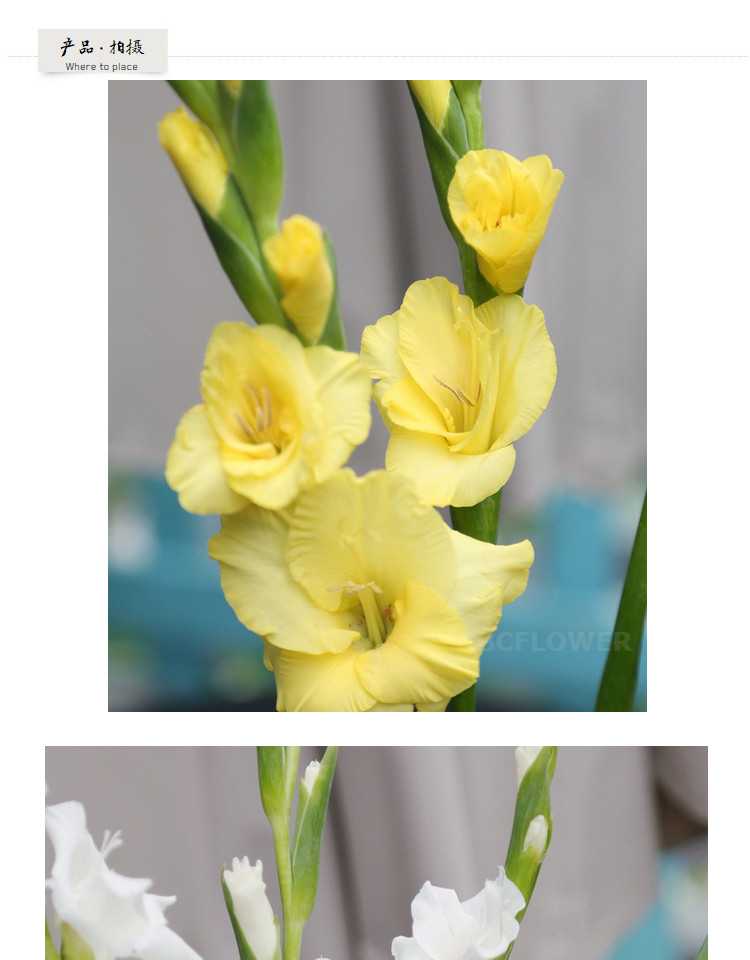 剑兰唐菖蒲年宵花节节高十枝订阅家庭插花一周一花顺丰广东包邮