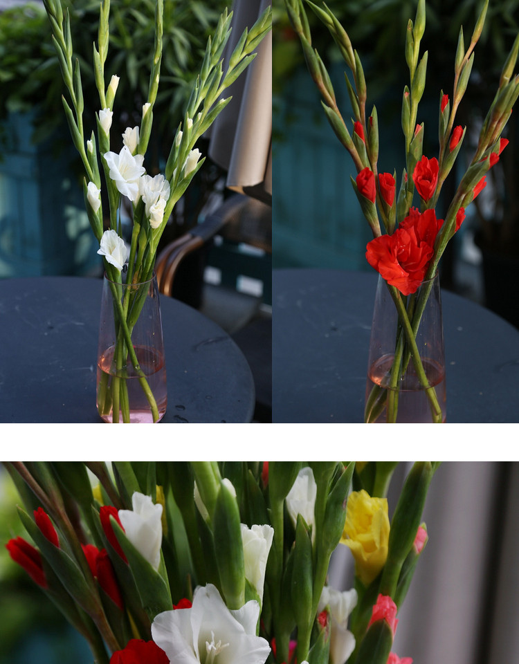 剑兰唐菖蒲年宵花节节高十枝订阅家庭插花一周一花顺丰广东包邮