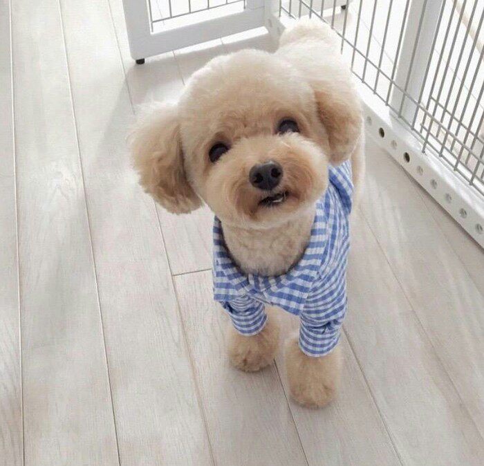 简单7步教会你在家给泰迪做造型!