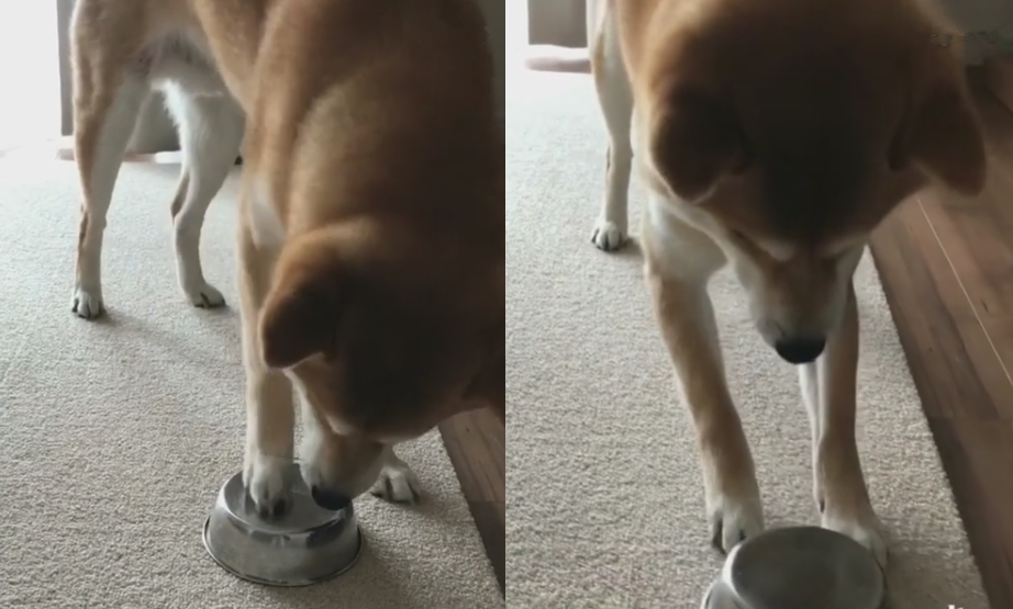 没有碗就不给饭!打翻狗碗的柴犬快急哭了