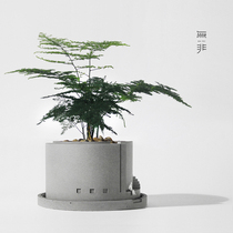 Nothing more than concrete flower concrete concrete flower pot creative ornaments multi-meat potted plant designer handmade architect gift