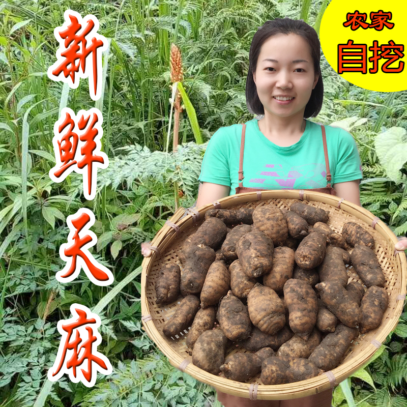 天麻野生 云南 昭通小草坝新鲜天麻农家自挖真空包装1000克两斤装_7折