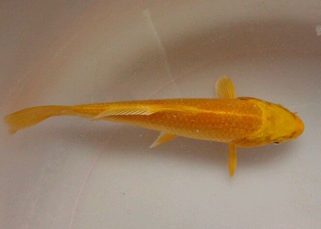 黄金锦鲤纯种锦鲤活体观赏鱼风水鱼龙凤锦鲤