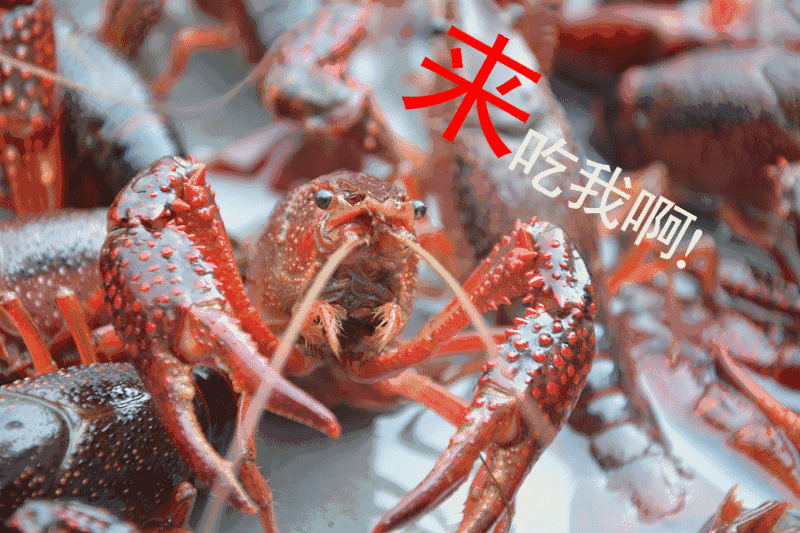 南京美食界卖龙虾的亲戚为啥特别多