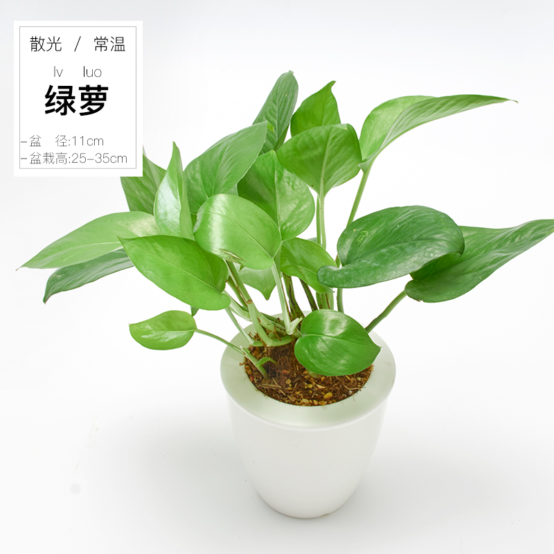 【听花】绿萝盆栽室内吸甲醛净化空气客厅水培自动吸水植物常绿叶