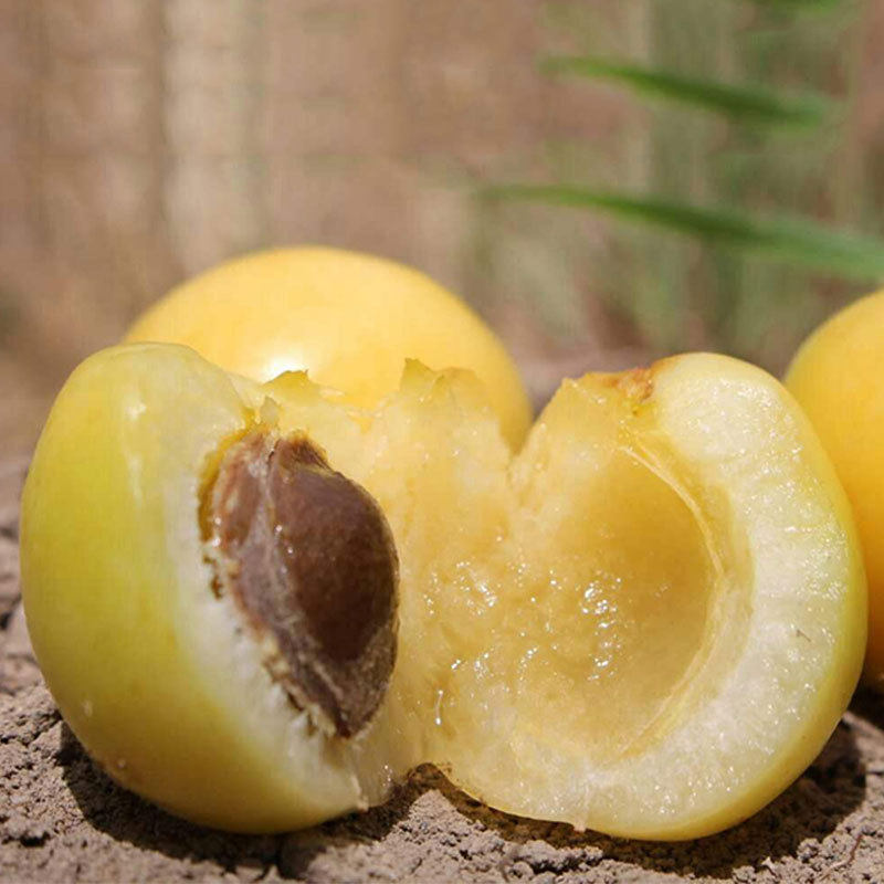 新疆小白杏新鲜水果库车小白杏4斤轮台杏子白杏