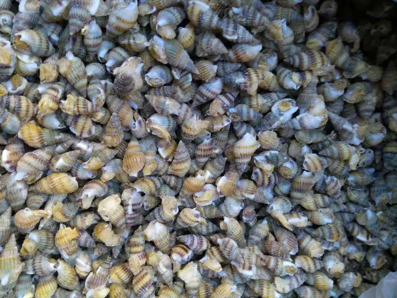 丝螺 螺丝 爆炒丝螺 爆炒螺丝 焯水冰冻真空加冰运输 3斤包邮_爱酷商