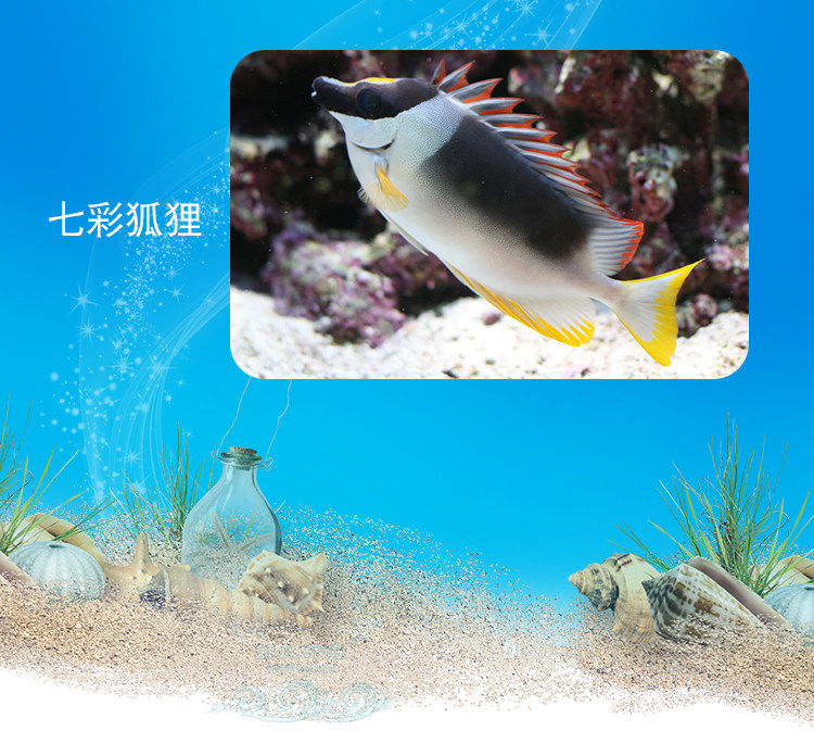 印尼黄狐狸 金狐狸 兔仔狐狸 入门易养食藻 活体海水鱼 必拍包装