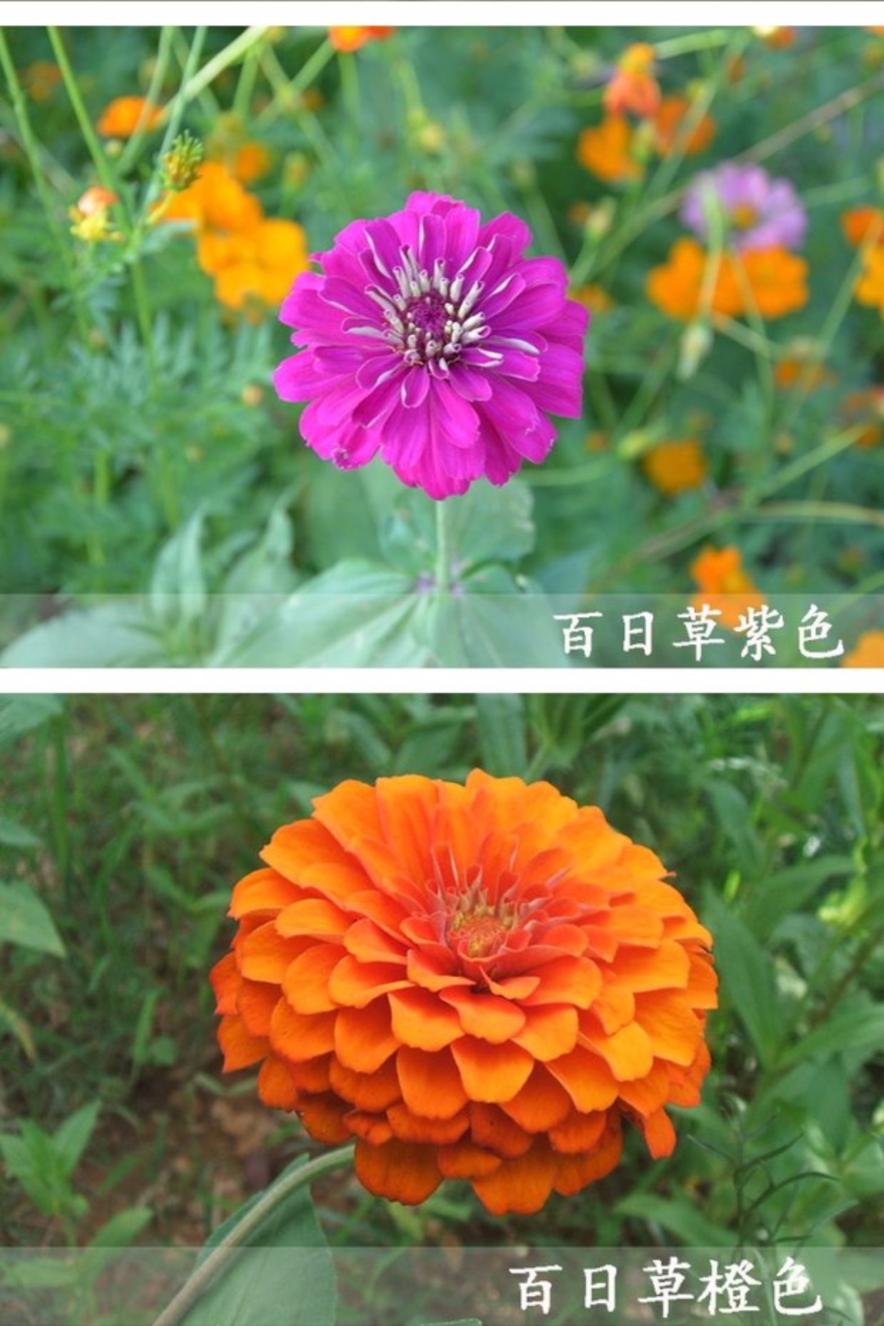 百日草花种子春播百日菊种子开花不断景观花海种子四季种易活包邮