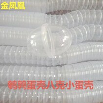 Golden Phoenix Steamed Eggshell Egg Eggshell 8 ~ 10 gr Small Eggshell Quail Egg Shell New Paijin Stock Market