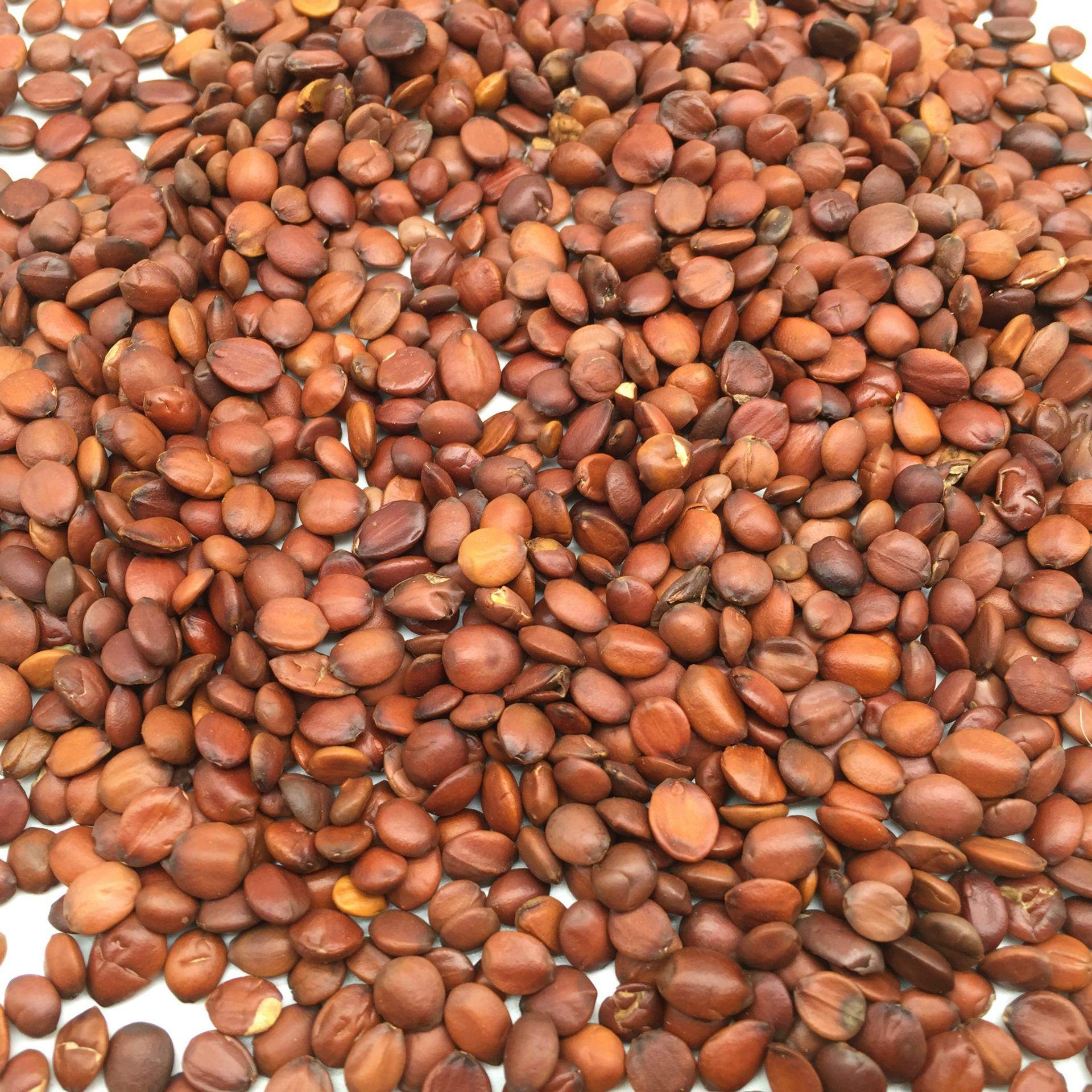 枣仁:将枣仁炒熟,每晚睡觉前先洗脚,然后口嚼80-100粒,连续九天.