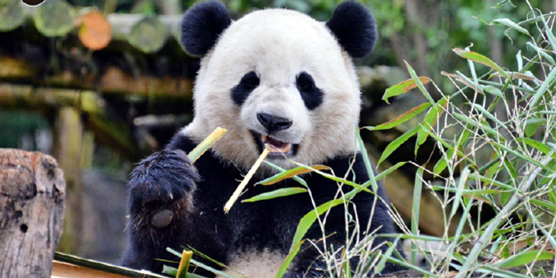 奇一撒娇抱大腿,熊家还要喝瓶瓶奶嘛!