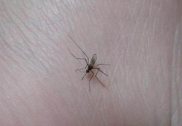 教你2个小妙招,蚊子几分钟后就跑光了