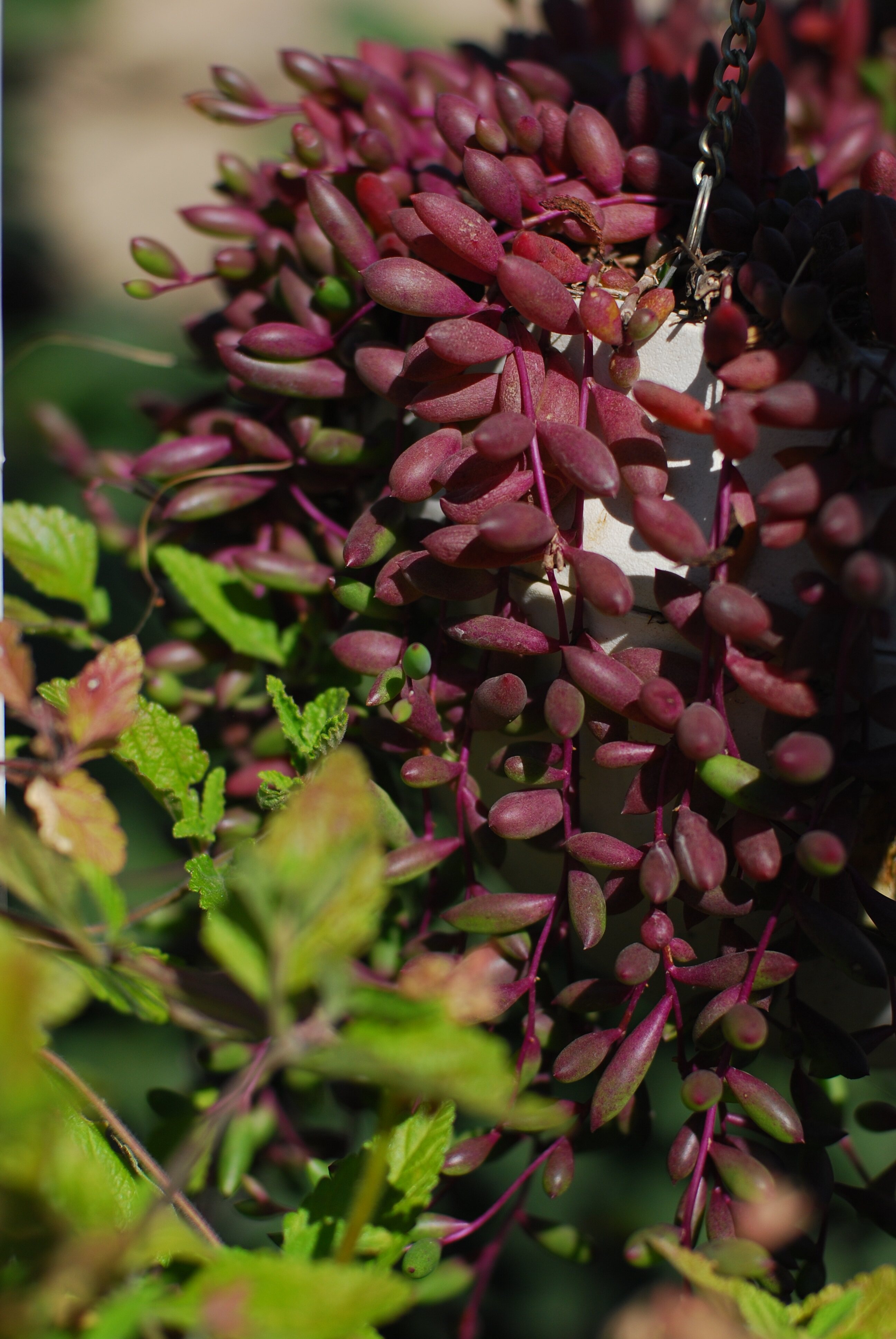 【又到多肉季】紫玄月
