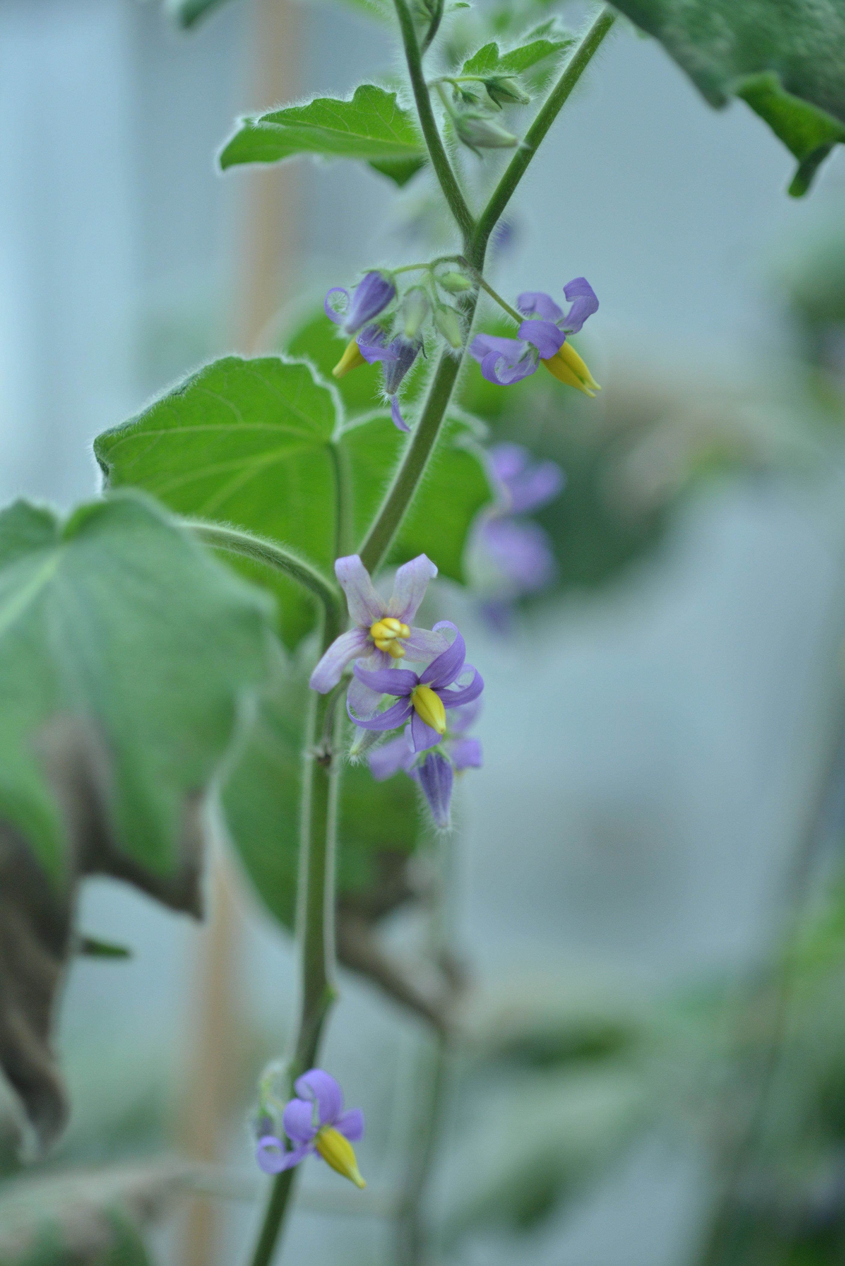 【植物诚好玩】乳茄,想歪的不止我一个