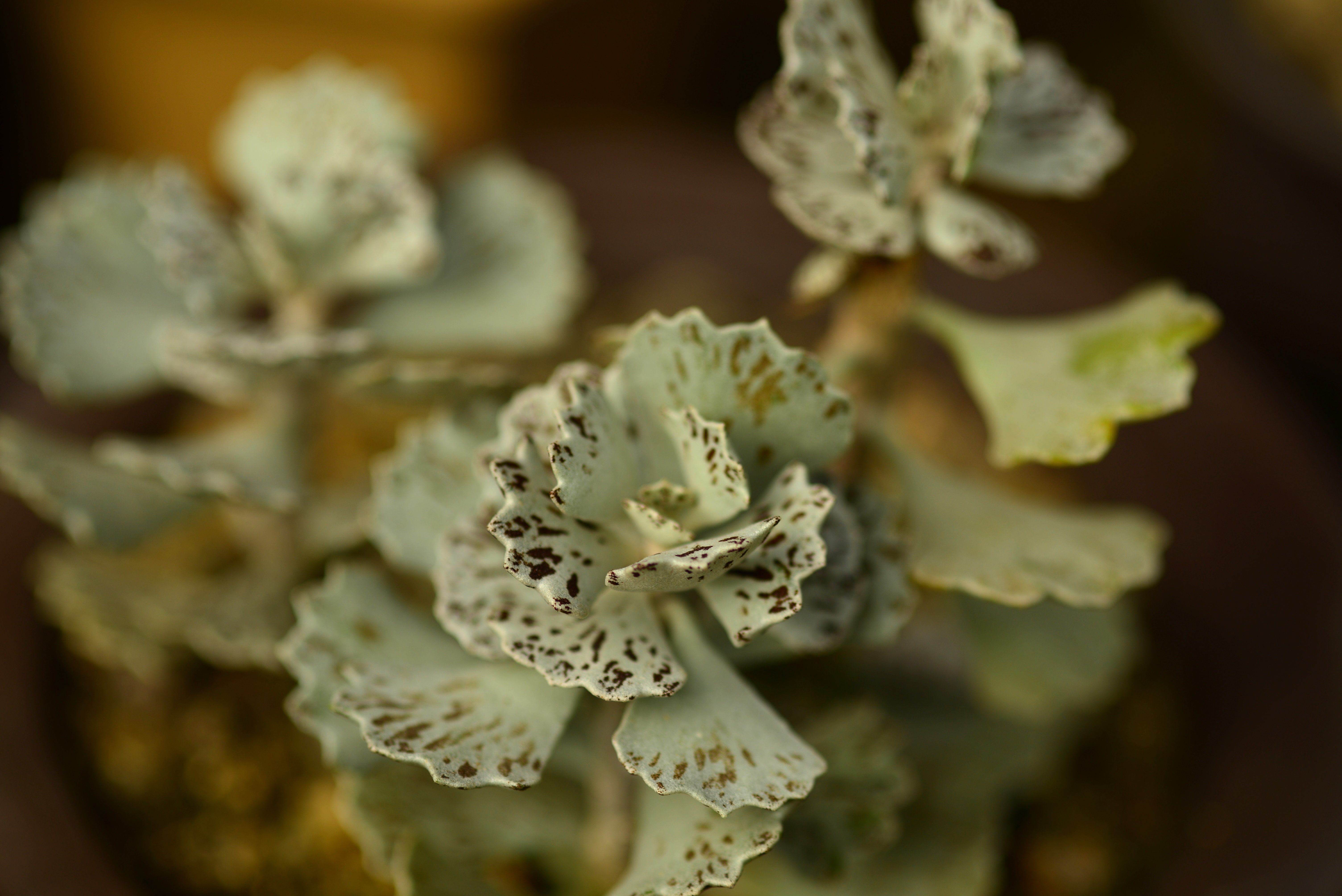 【又到多肉季】你喜欢雀扇么?