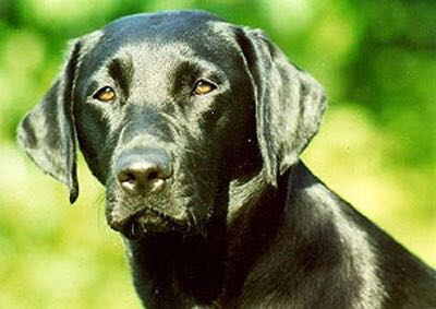 为什么大部分导盲犬，都是拉布拉多犬？3