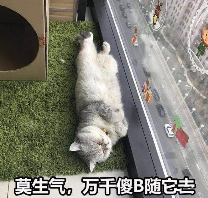 据说养几只办公室喵可以提高员工产能32