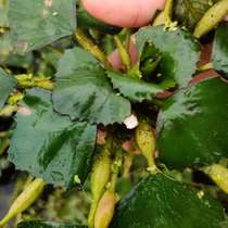 Chaoshan self-cultivation and cultivation of water chestnut seedlings aquatic plants floating type summer flower chestnut seedlings