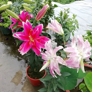 香水百合种球带芽重瓣多苞四季浓香室内外花卉进口香水百合大种球