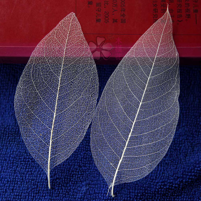 天然漂白上等白玉兰叶脉diy手工叶脉书签制作材料